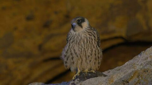 Vignette du programme télé Migrations secrètes (Le faucon d'Eléonore) S1 (2/4)