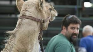 Vignette du programme télé L'incroyable Dr Pol (Animaux exotiques) S9 (n°3)