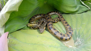 Vignette du programme télé Bêtes de serpents (n°1)