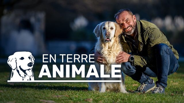 Vignette du programme télé En terre animale