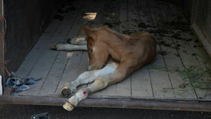Vignette du programme télé L'incroyable Dr Pol (Tempête de poils) S12 (18/24)