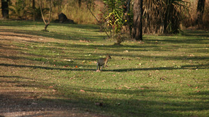 Vignette du programme télé Les aventures de Jack l'intrépide (Assaut de kangourous) (3/6)