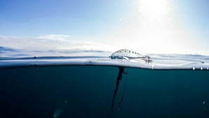 Vignette du programme télé Fish Forever (Le retour du thon rouge) S2 (n°2)