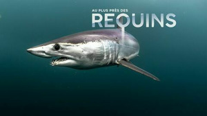 Vignette du programme télé Au plus près des requins (n°1)