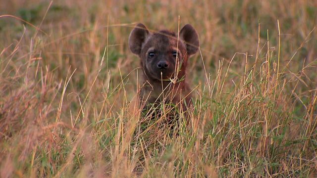Vignette du programme télé Si j'étais un animal