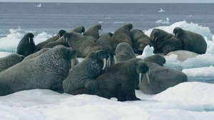 Vignette du programme télé Apocalypses oubliées (Les Vikings) S2 (5/6)