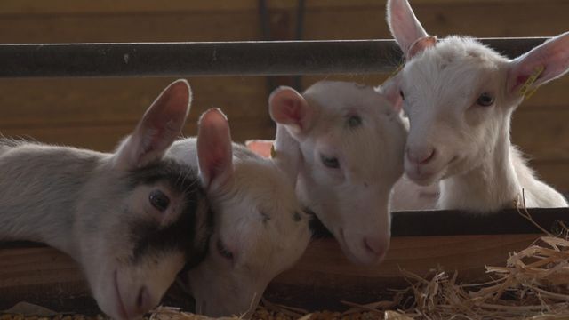 Vignette du programme télé Epicerie fine