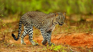 Vignette du programme télé Yala, le royaume des léopards