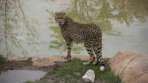 Vignette du programme télé Au coeur du zoo (Les héros du zoo) S1 (n°1)