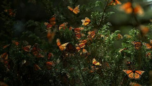 Vignette du programme télé Les insectes, super-héros en minuscule (Redoutables prédateurs) S1 (3/4)