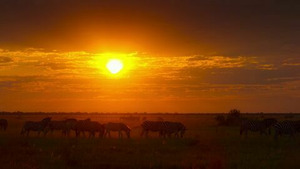 Vignette du programme télé Le journal international