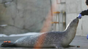 Vignette du programme télé Vétérinaires de l'Arctique (Emile, le phoque) S1 (9/10)