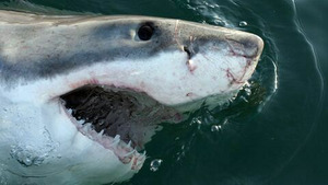 Vignette du programme télé Planète carnivore (Le grand requin blanc) S1 (1/4)