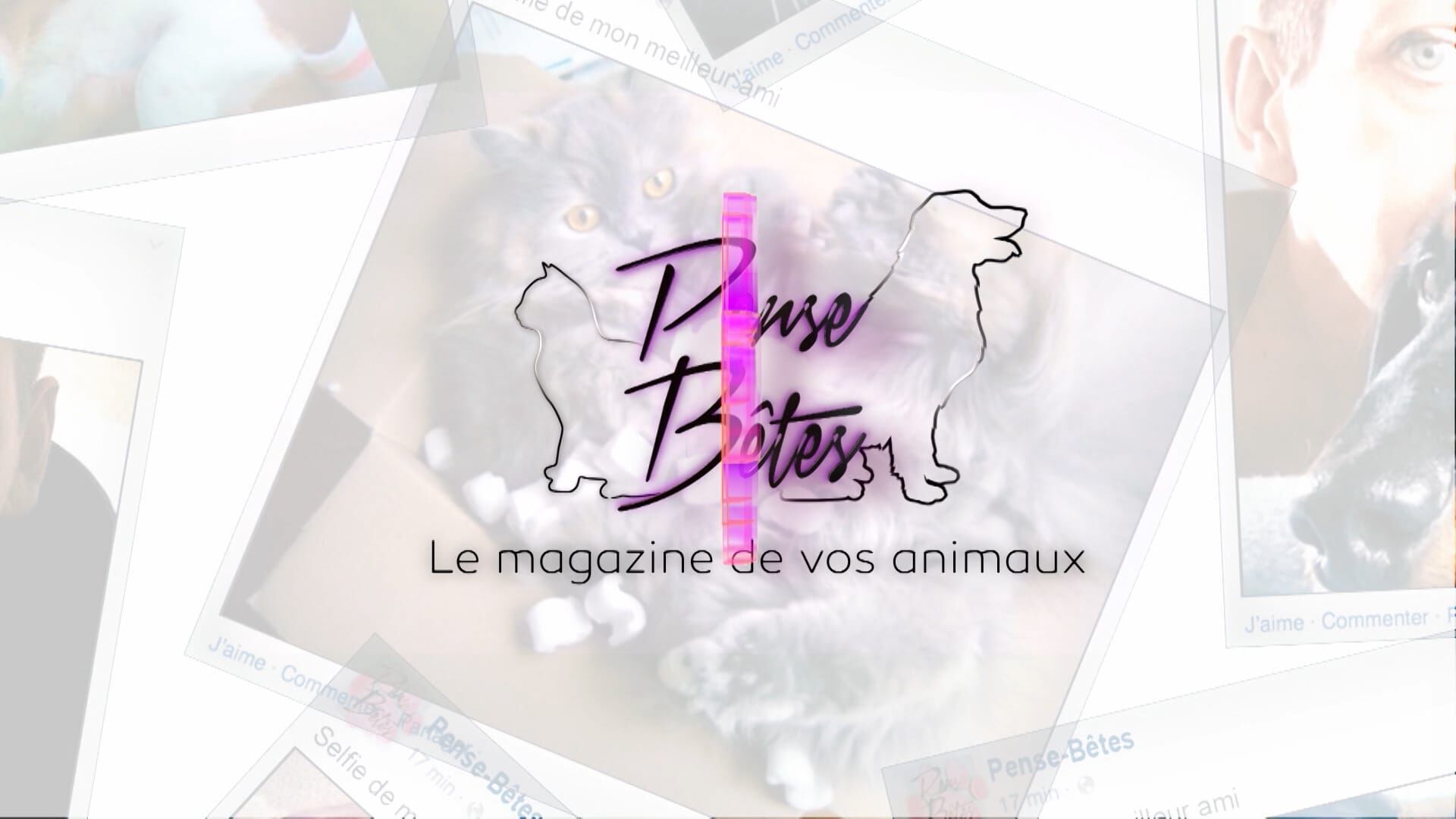 Vignette du programme télé Pense-Bêtes