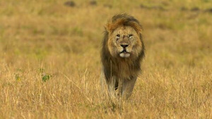 Vignette du programme télé Peur sur la savane S1 (n°1)