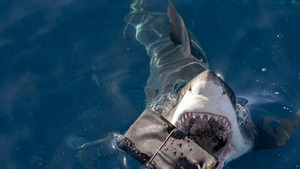 Vignette du programme télé Sur la piste des requins : une exploration océanique (Careful, There's Humans Up There) S1 (6/6)