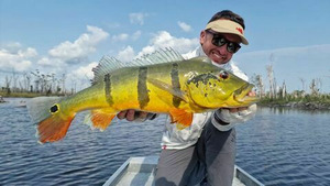 Vignette du programme télé Peacock Bass, prédateur amazonien