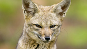 Vignette du programme télé Destination Wild (La vie sans eau) S1 (3/3)