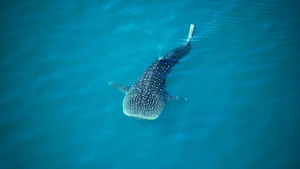 Vignette du programme télé Ushuaïa nature S1