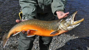 Vignette du programme télé Québec à vol d'oiseau S15