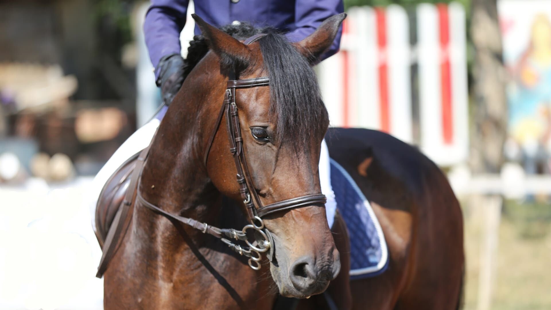 Vignette du programme télé Equitation : Saut Hermès