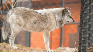 Vignette du programme télé Vétérinaires de l'Arctique (Une louve en danger) S1 (8/10)