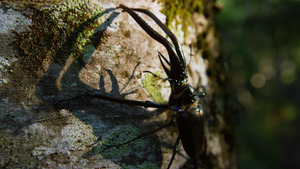 Vignette du programme télé Destination Wild (Une Terre d'un autre temps) S1 (2/3)
