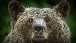 Vignette du programme télé Alerte aux ours en Transylvanie