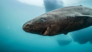 Vignette du programme télé Le Groenland : exploration en terre sauvage