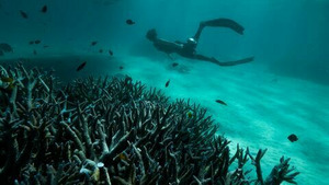 Vignette du programme télé Australie : les profondeurs de l'océan (Plongée dans les eaux froides du sud) S1 (2/3)