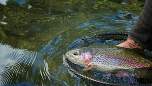 Vignette du programme télé La saison des amours