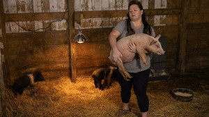 Vignette du programme télé L'incroyable Dr Pol (Chaton Lagaffe) S12 (14/24)