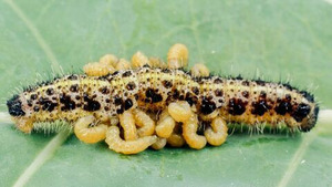 Vignette du programme télé La pègre animale : La vie secrète des parasites