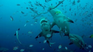 Vignette du programme télé La Grande Barrière de corail : un trésor vivant (Les îles corail) S1 (3/4)