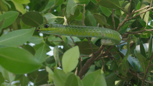 Vignette du programme télé Snakes in the City (Grosse frayeur) S8