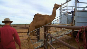 Vignette du programme télé Routiers de l'Outback (Sacrés chameaux !) S9 (10/13)