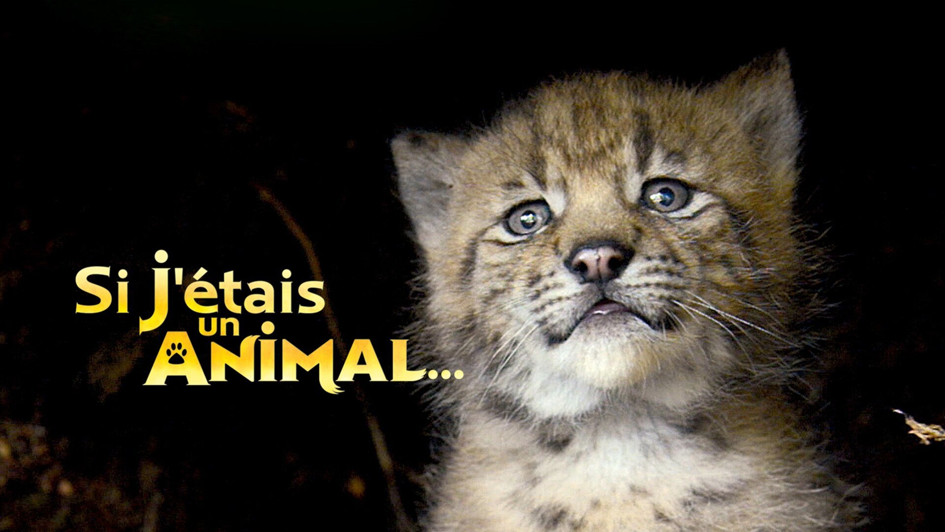 Vignette du programme télé Si j'étais un animal