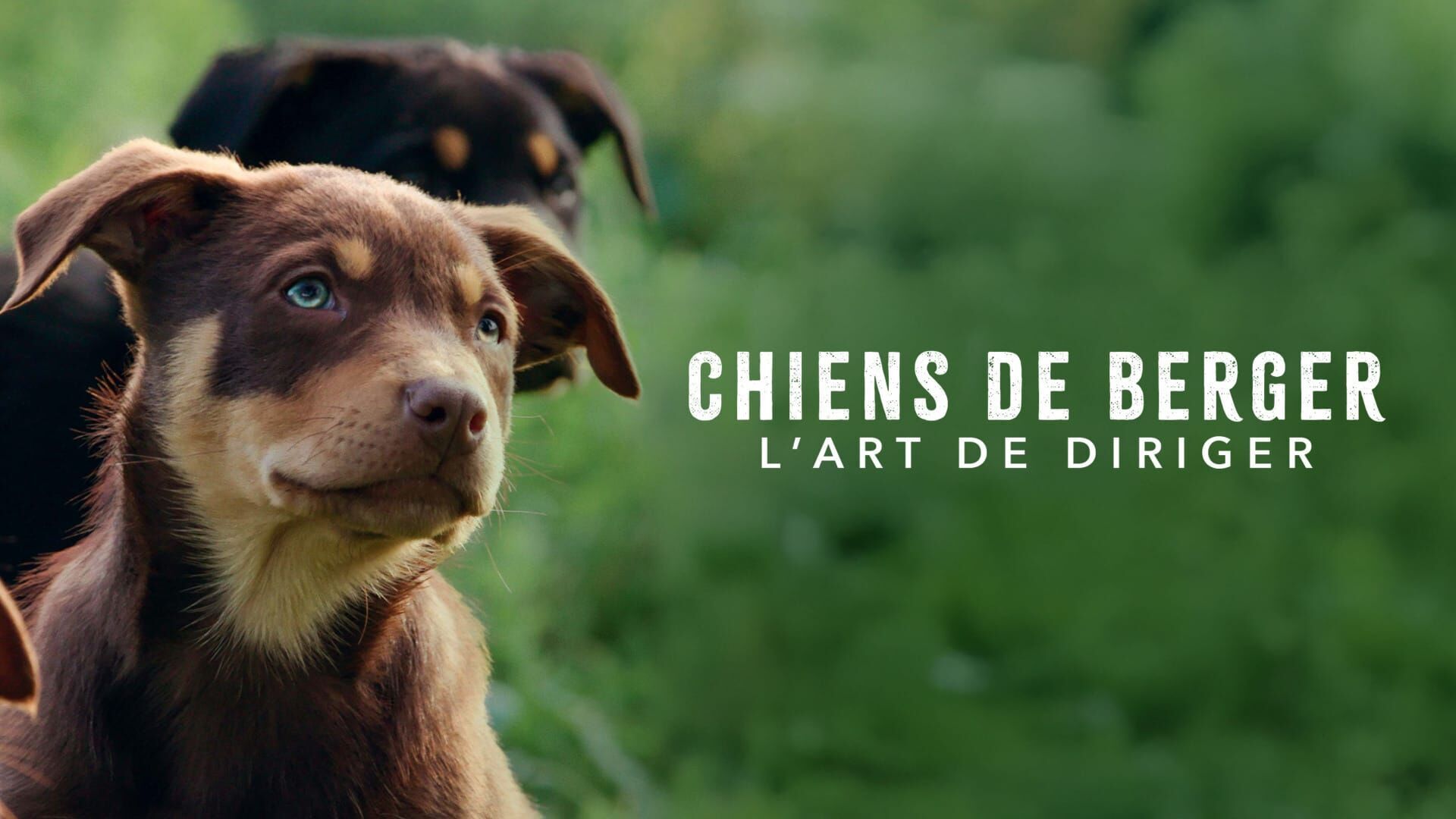 Vignette du programme télé Chiens de berger : l'art de diriger