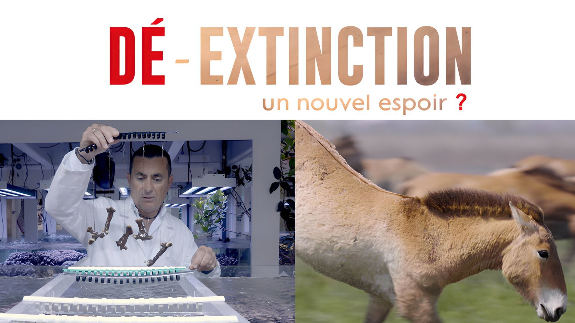 Vignette du programme télé Dé-extinction, un nouvel espoir ?