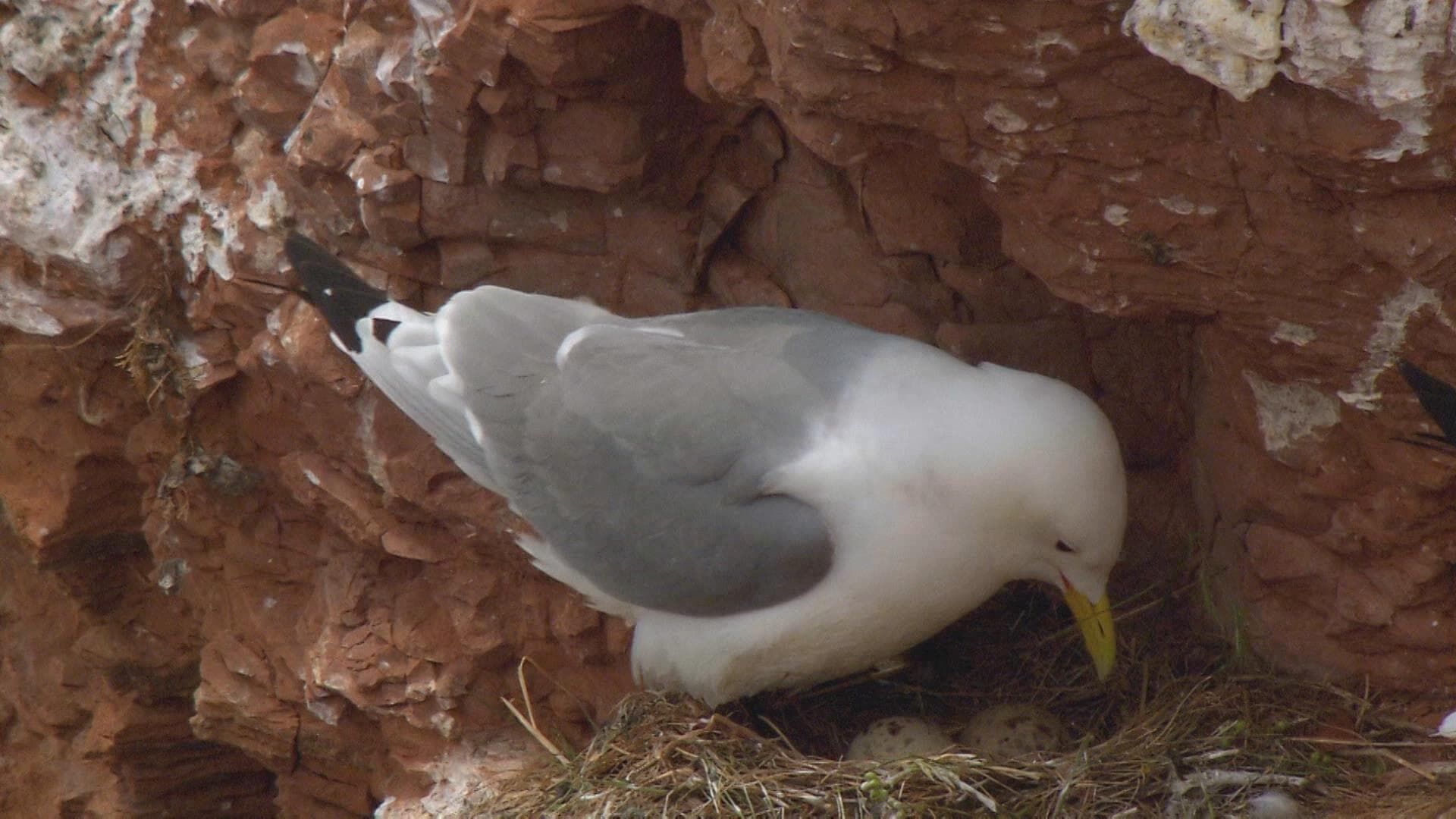 Vignette du programme télé Le livre de la jungle : mission safari