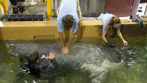 Vignette du programme télé Au coeur du zoo (Lamantin adoré) (n°3)