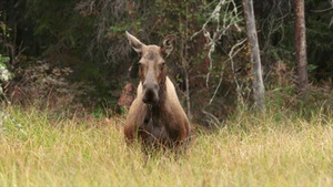 Vignette du programme télé Alaska, survie avec les ours (L'embuscade des élans) S1 (2/5)