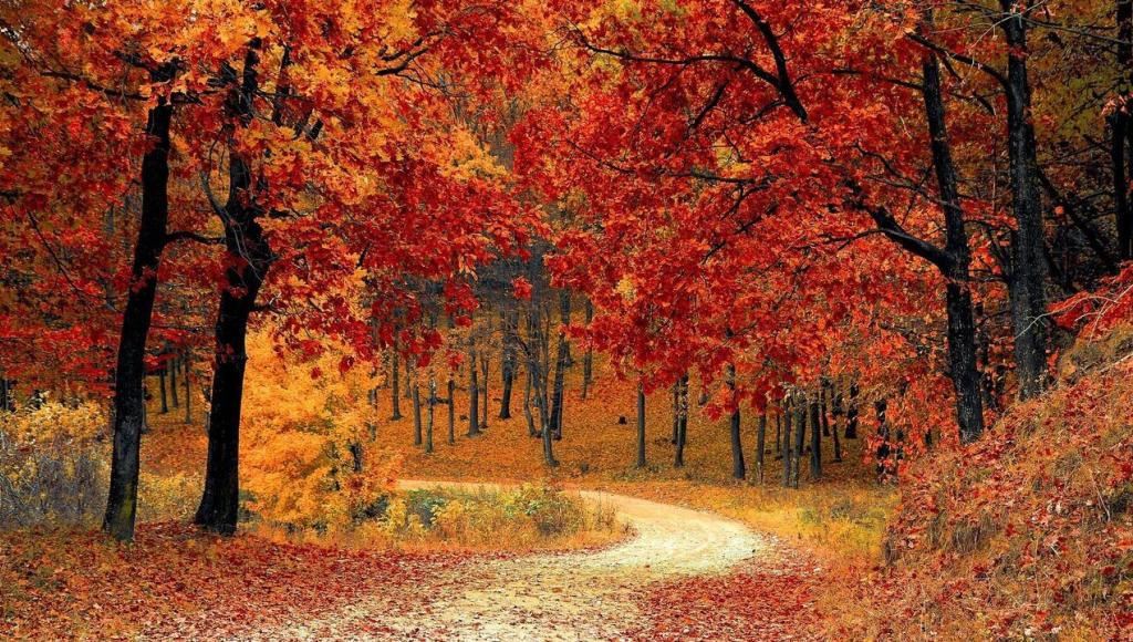 Vignette du programme télé Herfstbeelden