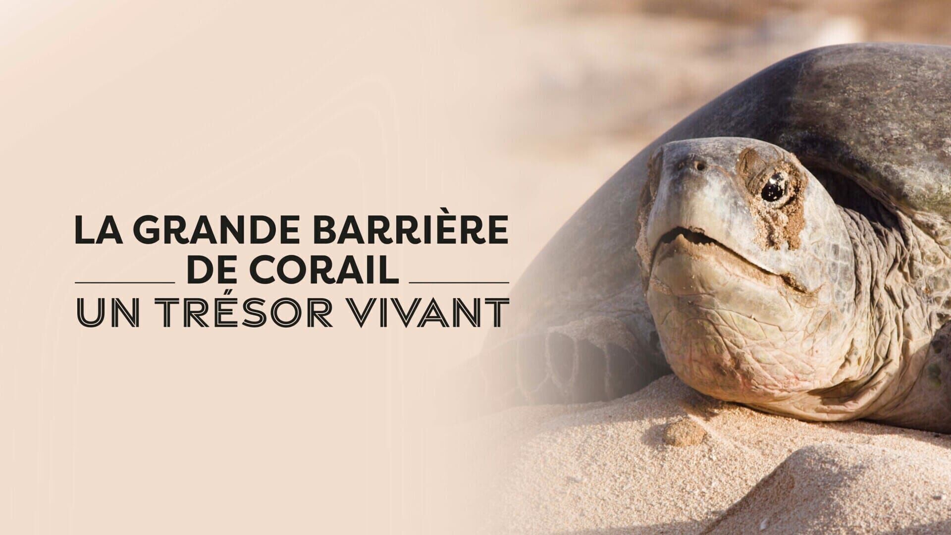 Vignette du programme télé La Grande Barrière de corail : un trésor vivant