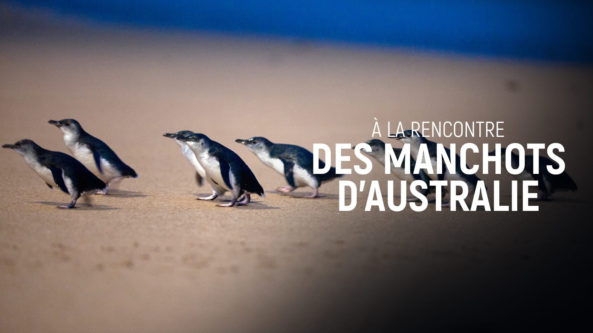Vignette du programme télé A la rencontre des manchots d'Australie