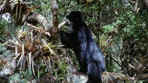 Vignette du programme télé Equator's Wild Secrets (Les joyaux des Andes) S1 (3/6)