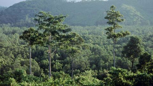 Vignette du programme télé Equator's Wild Secrets (Bornéo et Sumatra) S1 (5/6)