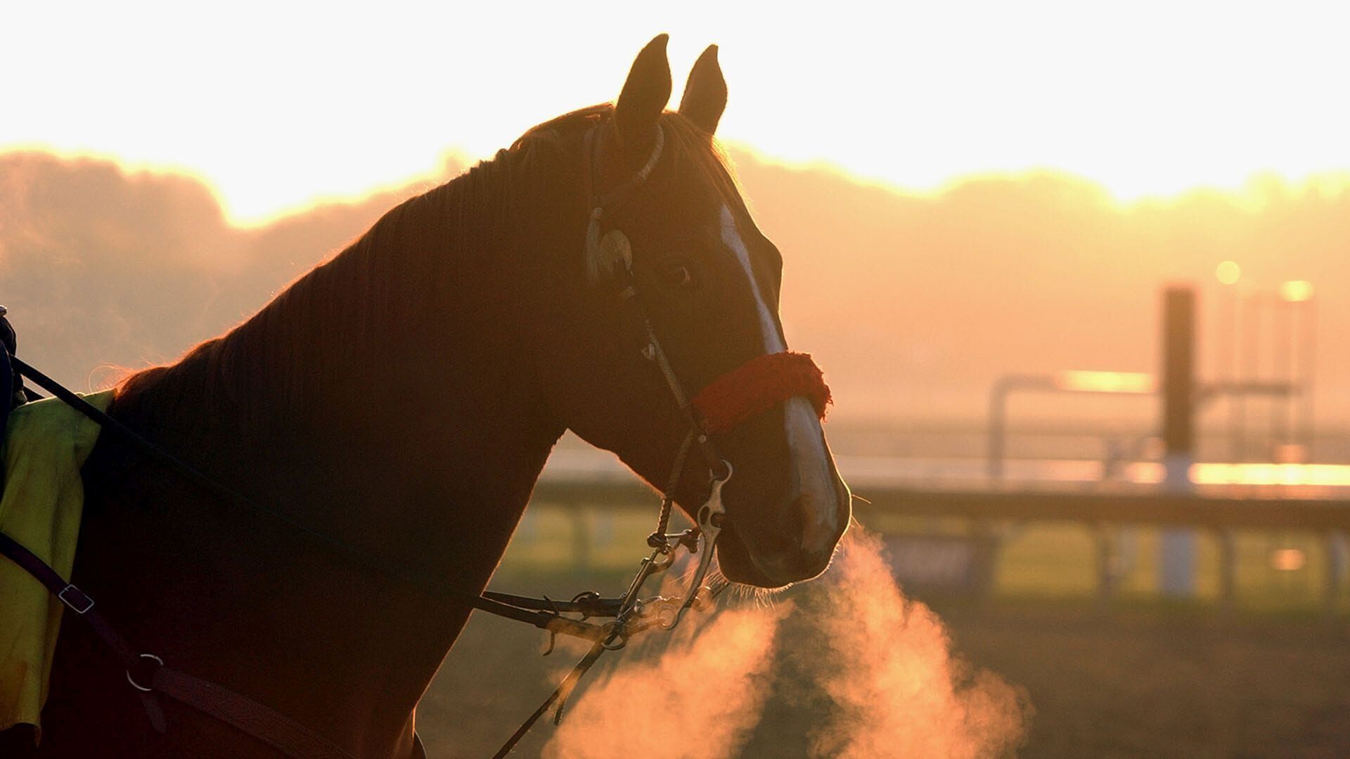 Vignette du programme télé Equitation : Global Champions Tour