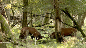 Vignette du programme télé Guide d'approche du brame