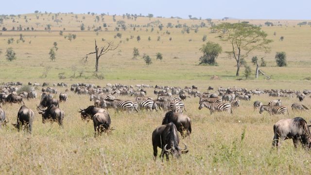 Vignette du programme télé Les mystères de la nature - Saison 1